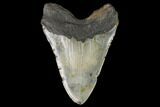 Fossil Megalodon Tooth - North Carolina #124452-2